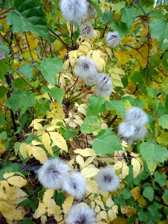 Изображение особи Atragene sibirica.