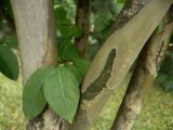 Lagerstroemia indica