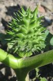 Datura stramonium. Незрелый плод. Барнаул, Пивоварский песчаный карьер, свалка. 18.08.2009.