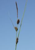 Carex lasiocarpa