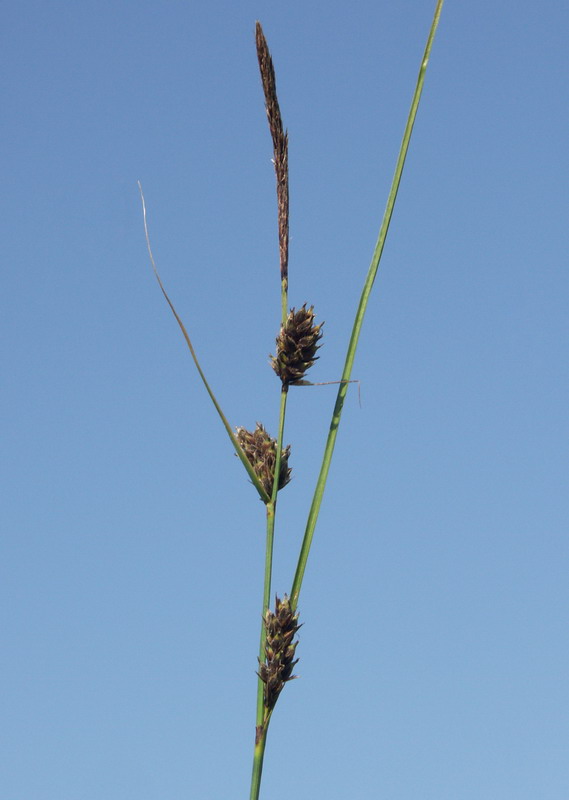 Image of Carex lasiocarpa specimen.