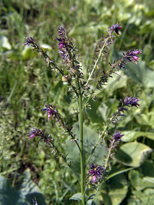 Image of Solenanthus circinnatus specimen.