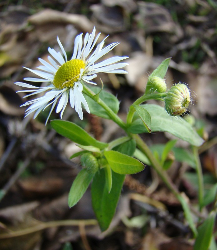 Image of Erigeron annuus specimen.