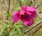 Paeonia intermedia