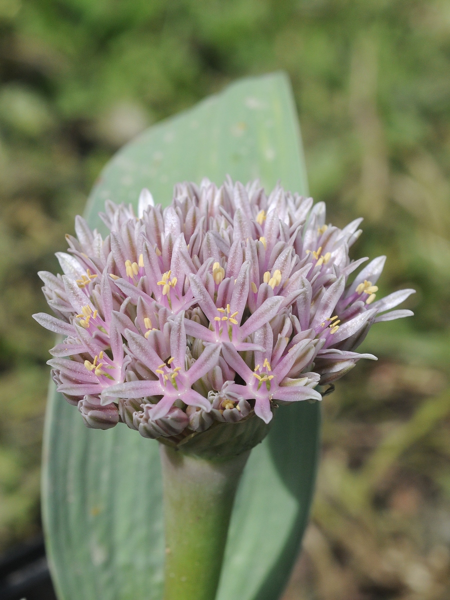 Изображение особи Allium subakaka.