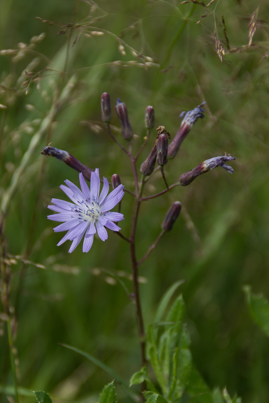 Image of Lactuca tatarica specimen.