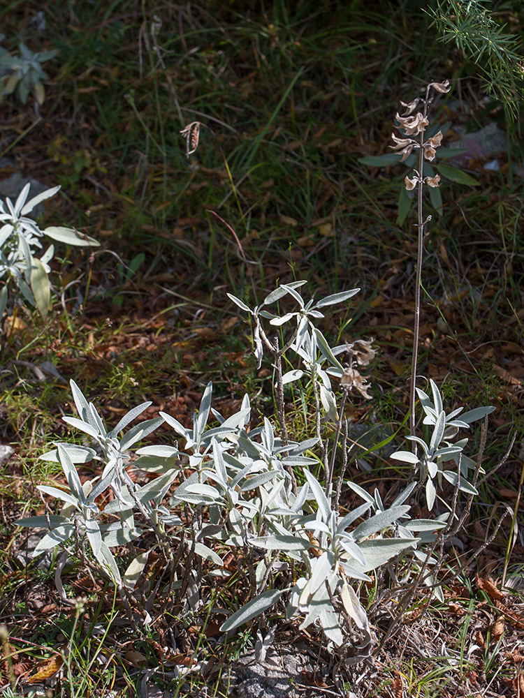 Image of Salvia officinalis specimen.