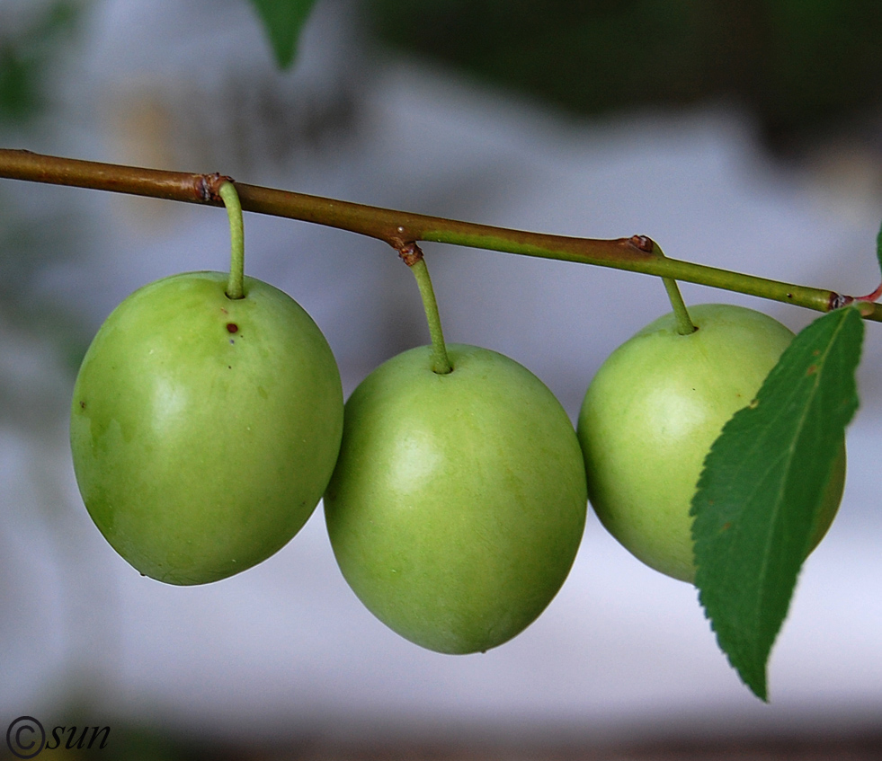 Изображение особи Prunus cerasifera.