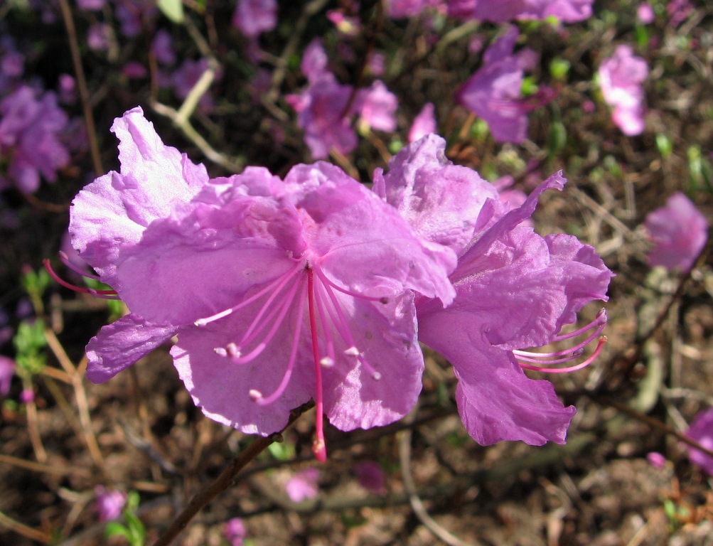 Image of Rhododendron dauricum specimen.