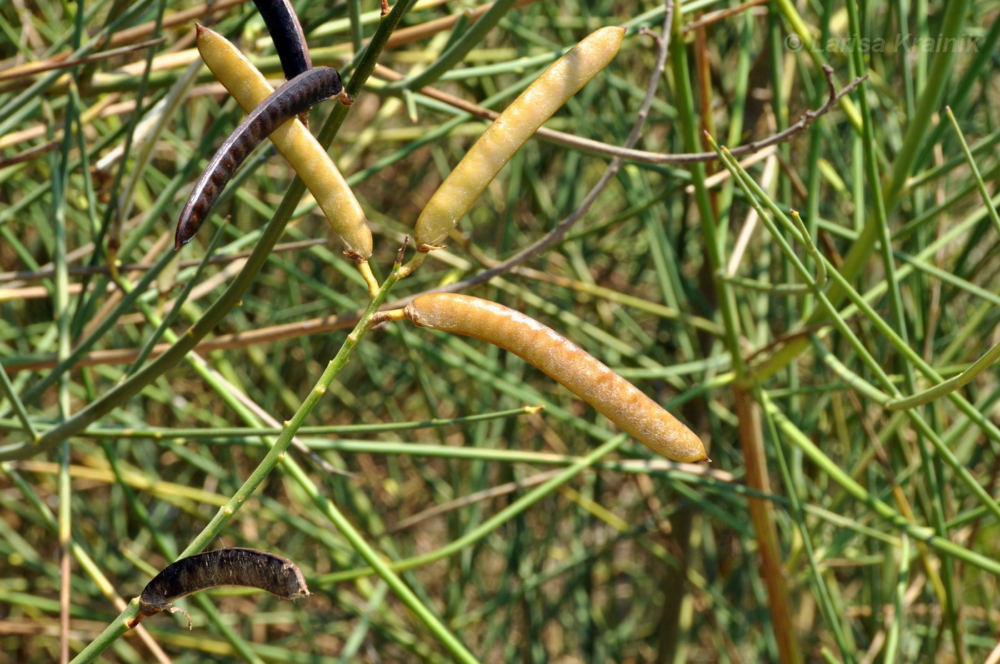 Image of Spartium junceum specimen.