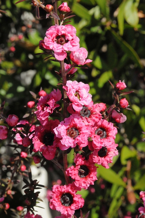 Image of Leptospermum scoparium specimen.