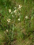 Sisymbrium polymorphum