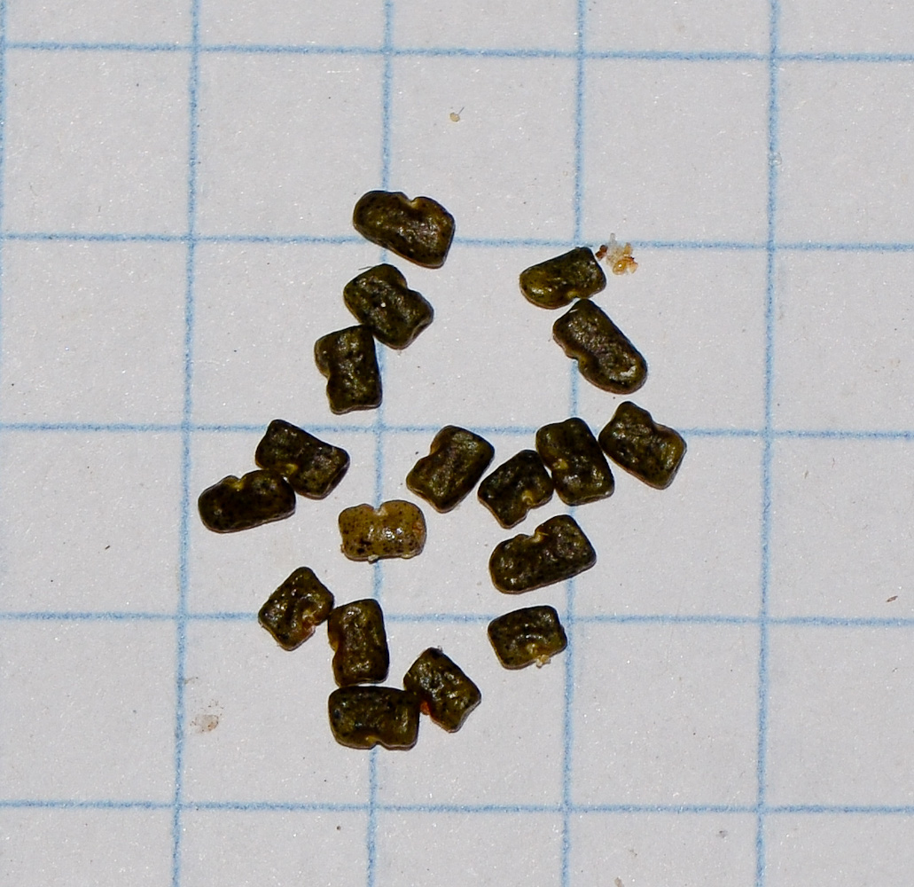 Image of Astragalus callichrous specimen.
