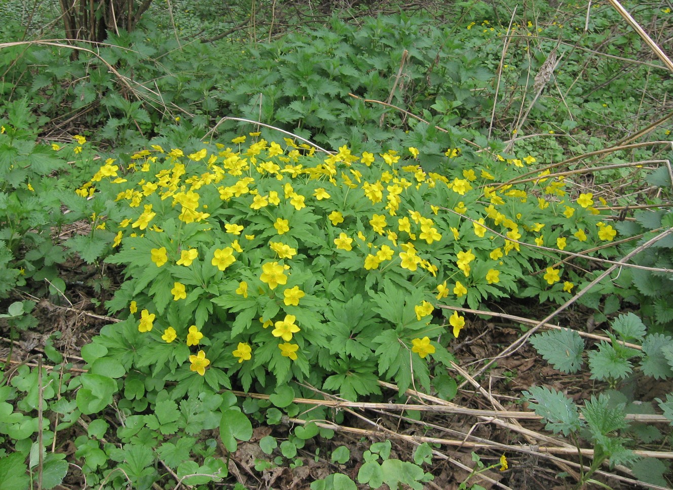 Изображение особи Anemone ranunculoides.