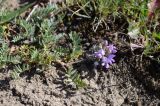 род Oxytropis