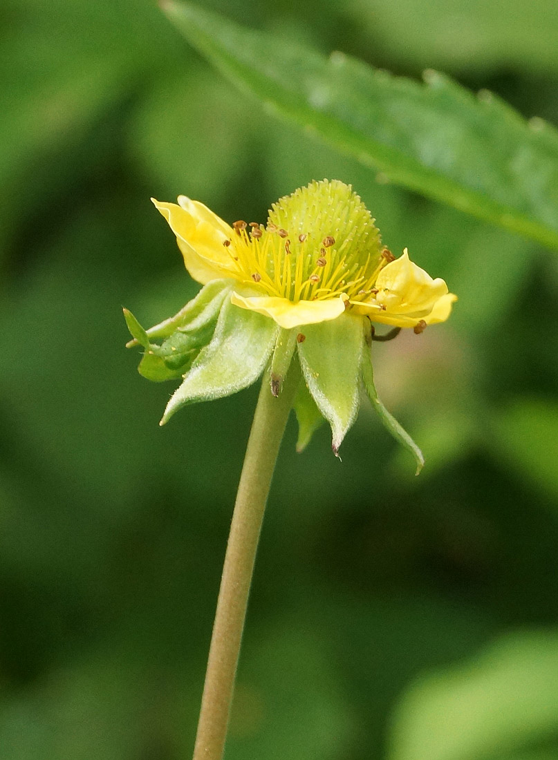 Image of Geum aleppicum specimen.