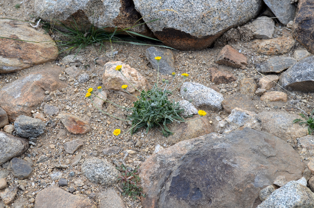 Image of Erigeron cabulicus specimen.
