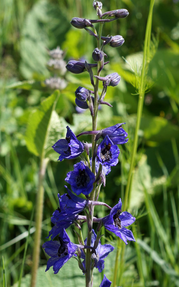 Изображение особи род Delphinium.