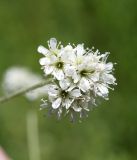 Gypsophila cephalotes. Соцветие. Кыргызстан, Нарынская обл., левый берег р. Нарын, долина руч. Бурган-Суу. 11.07.2015.