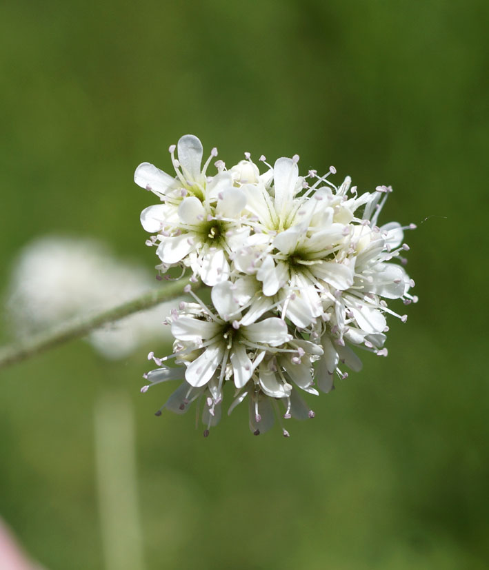 Изображение особи Gypsophila cephalotes.