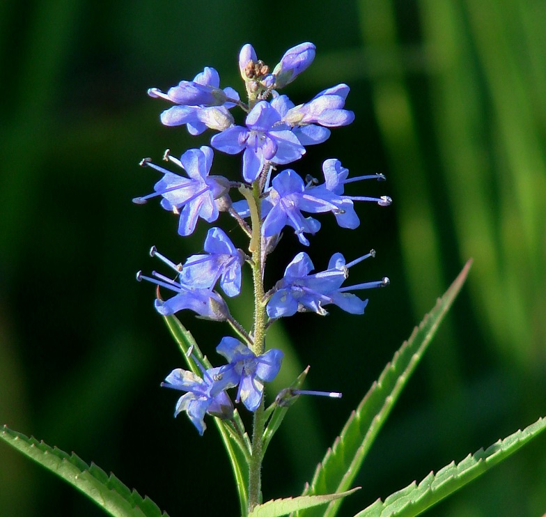 Image of Veronica longifolia specimen.
