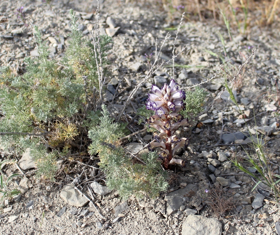 Image of Orobanche amoena specimen.