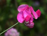 Lathyrus tuberosus