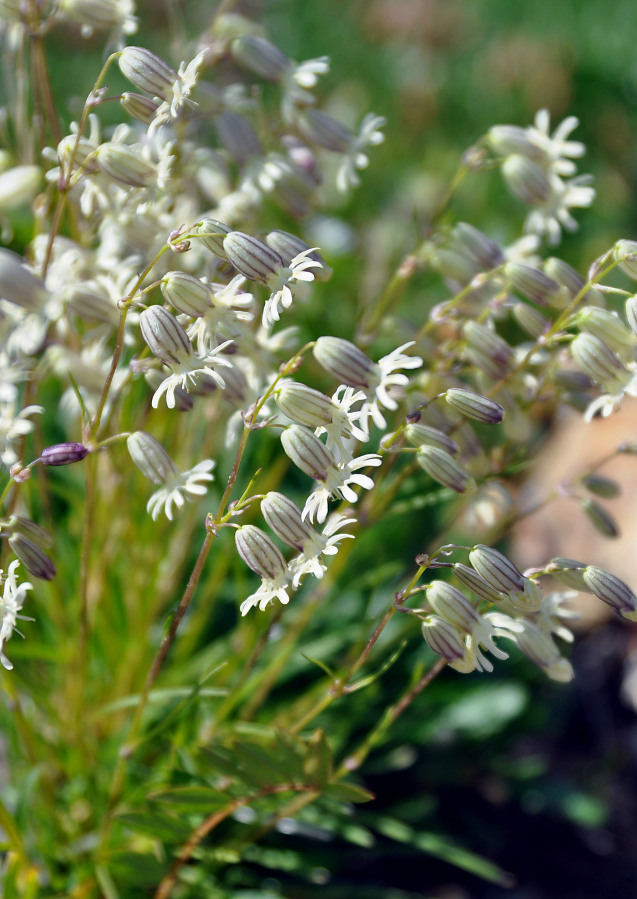 Image of Silene chamarensis specimen.