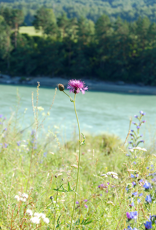 Изображение особи Centaurea scabiosa.