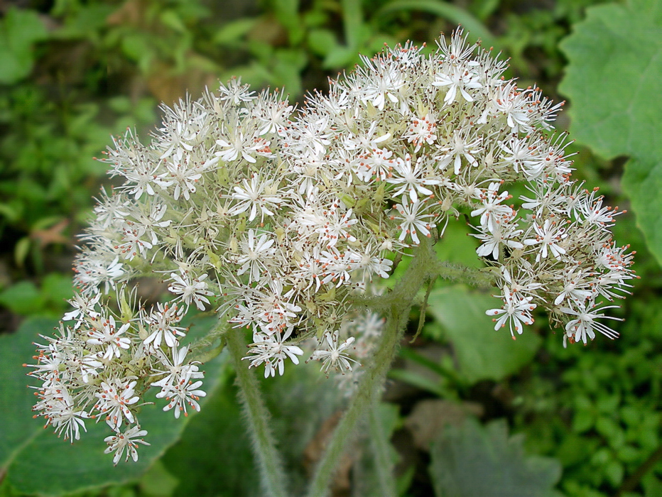 Изображение особи Micranthes manchuriensis.