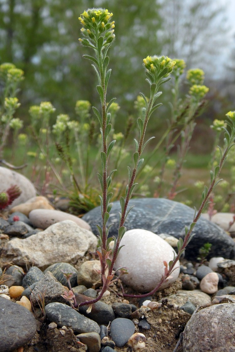 Image of Alyssum alyssoides specimen.