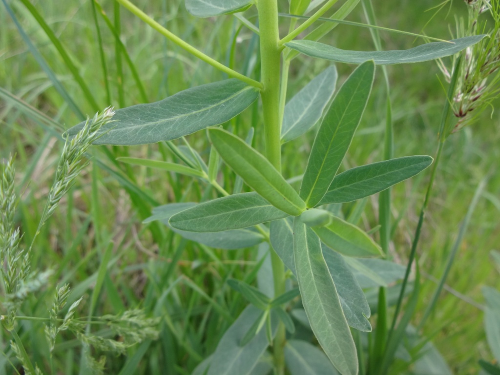 Image of Euphorbia iberica specimen.