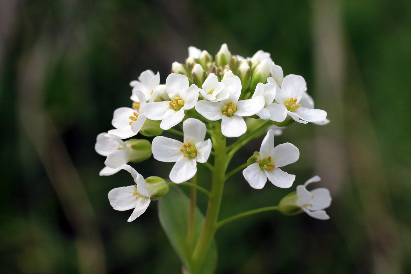 Изображение особи Noccaea ferganensis.