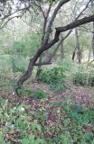 Crataegus monogyna. Ствол и часть скелетной ветви. Москва, Перово, сквер на 1-й ул. Энтузиастов у ж.-д. пл. Новая. 01.09.2015.