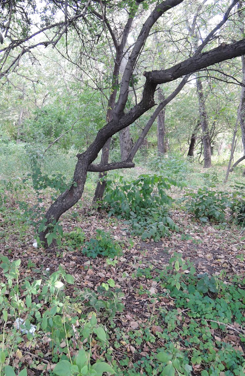 Image of Crataegus monogyna specimen.