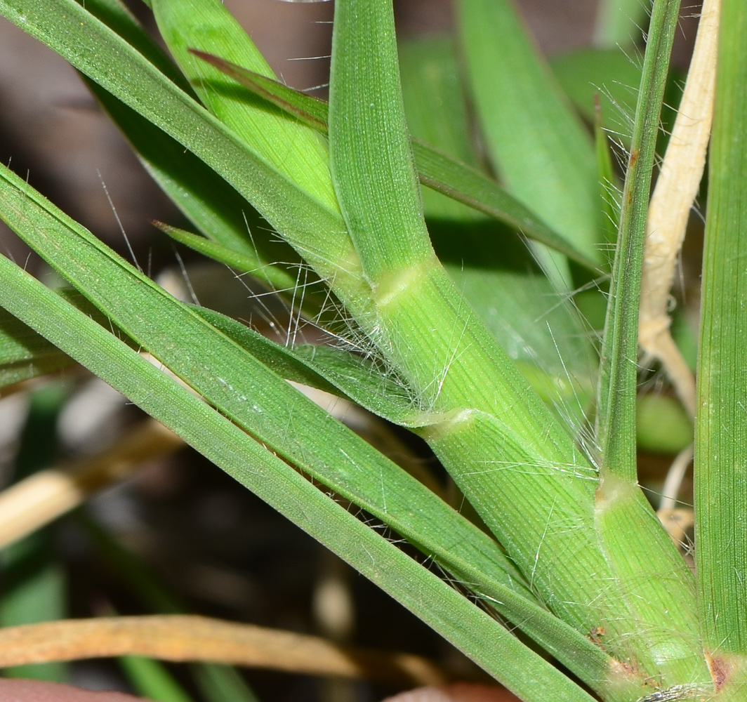 Изображение особи Cenchrus ciliaris.