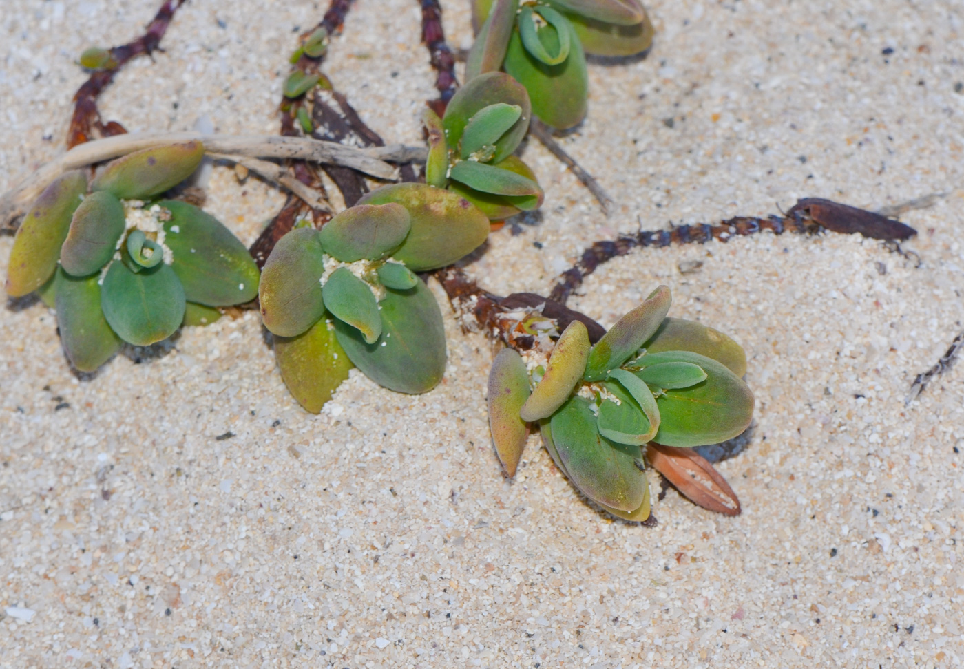 Изображение особи Polygonum maritimum.