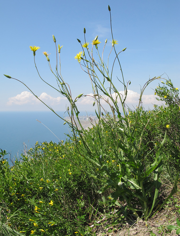 Image of Scorzonera taurica specimen.