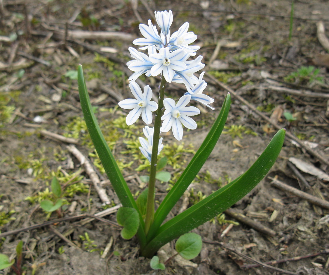 Image of Puschkinia scilloides specimen.