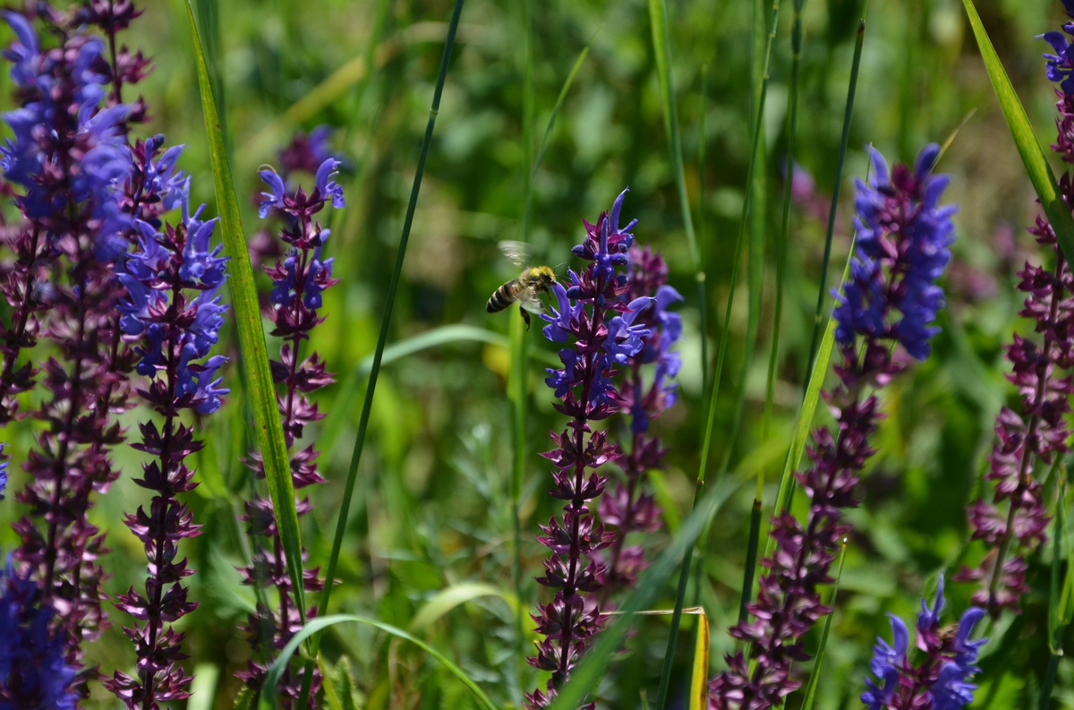 Изображение особи Salvia tesquicola.