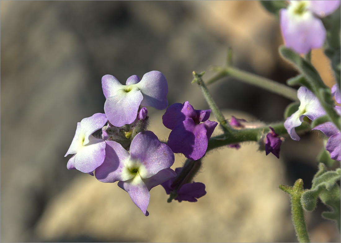 Изображение особи Matthiola tricuspidata.