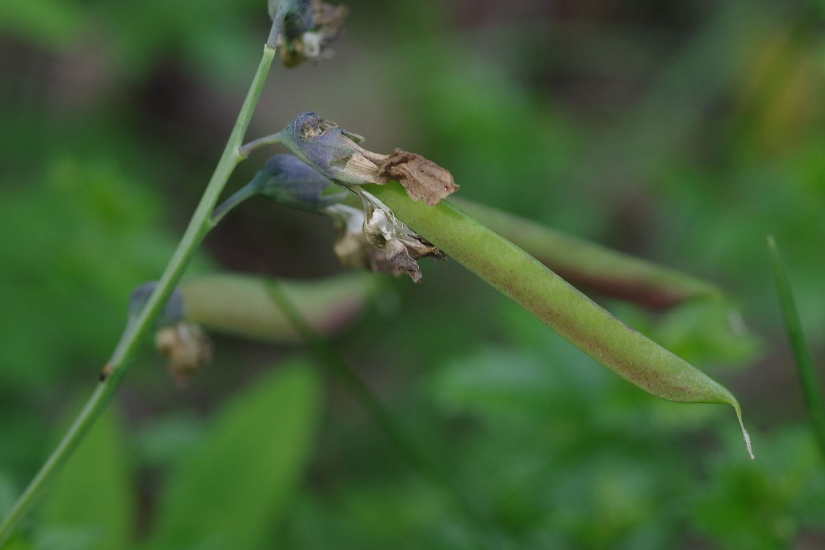 Изображение особи Lathyrus linifolius.