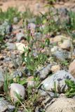 Centaurium pulchellum. Цветущее растение. Узбекистан, Ташкентская обл., склон Угамского хр. близ устья Наволисая. 11.06.2016.