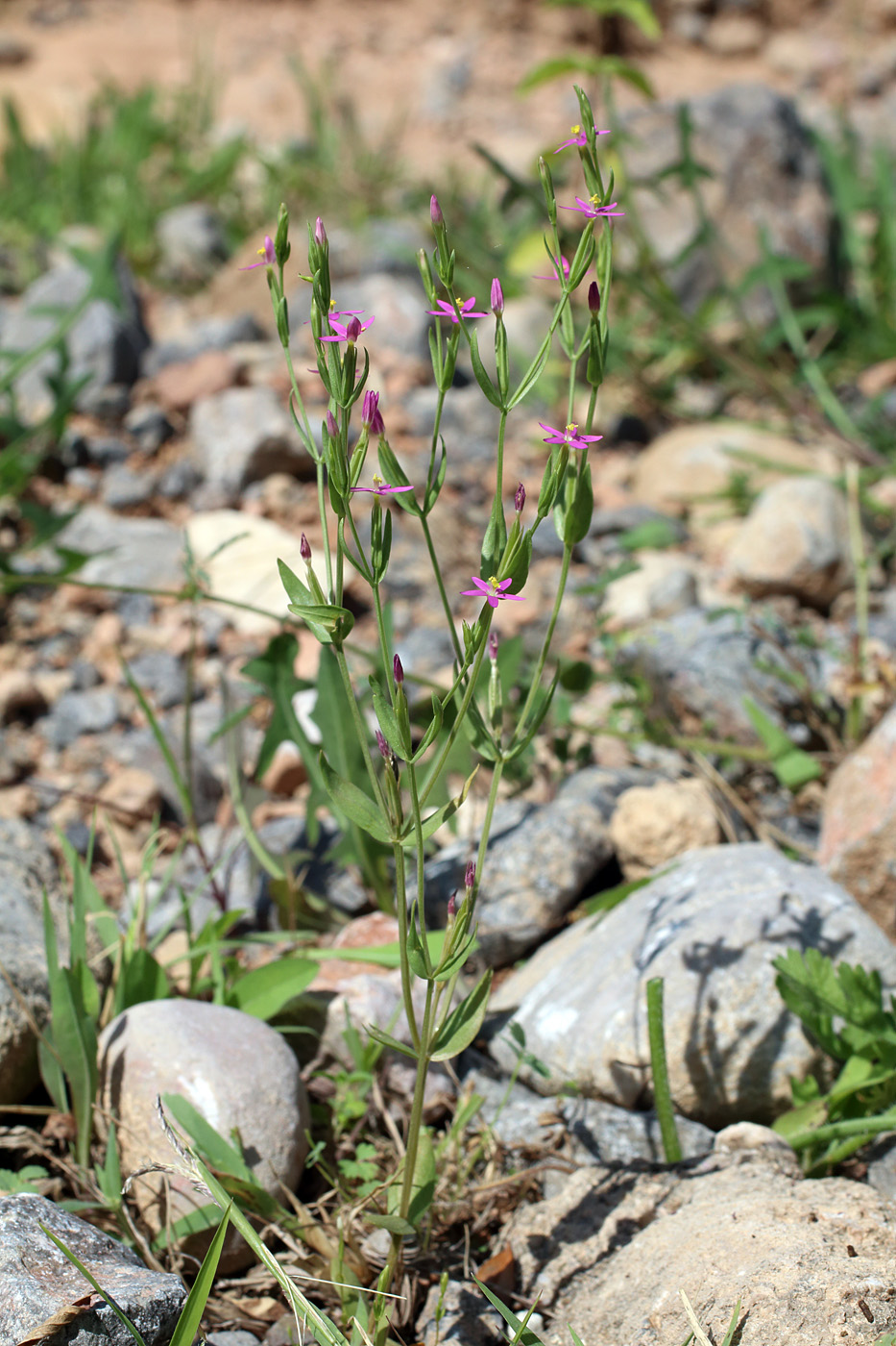 Изображение особи Centaurium pulchellum.