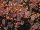 Cotinus coggygria. Мужское соцветие. ФРГ, Нижняя Саксония, Ольденбург, ботанический сад Ольденбургского университета. 19 мая 2007 г.