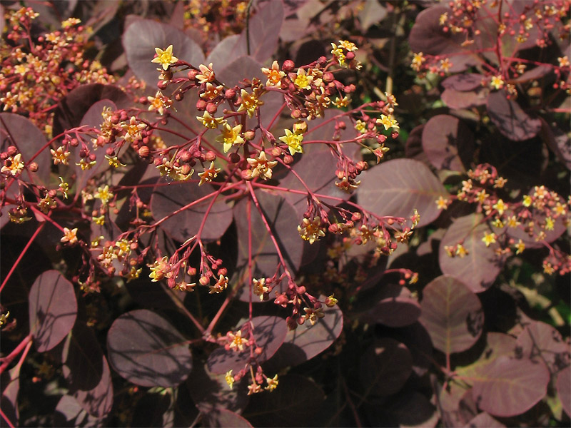 Изображение особи Cotinus coggygria.