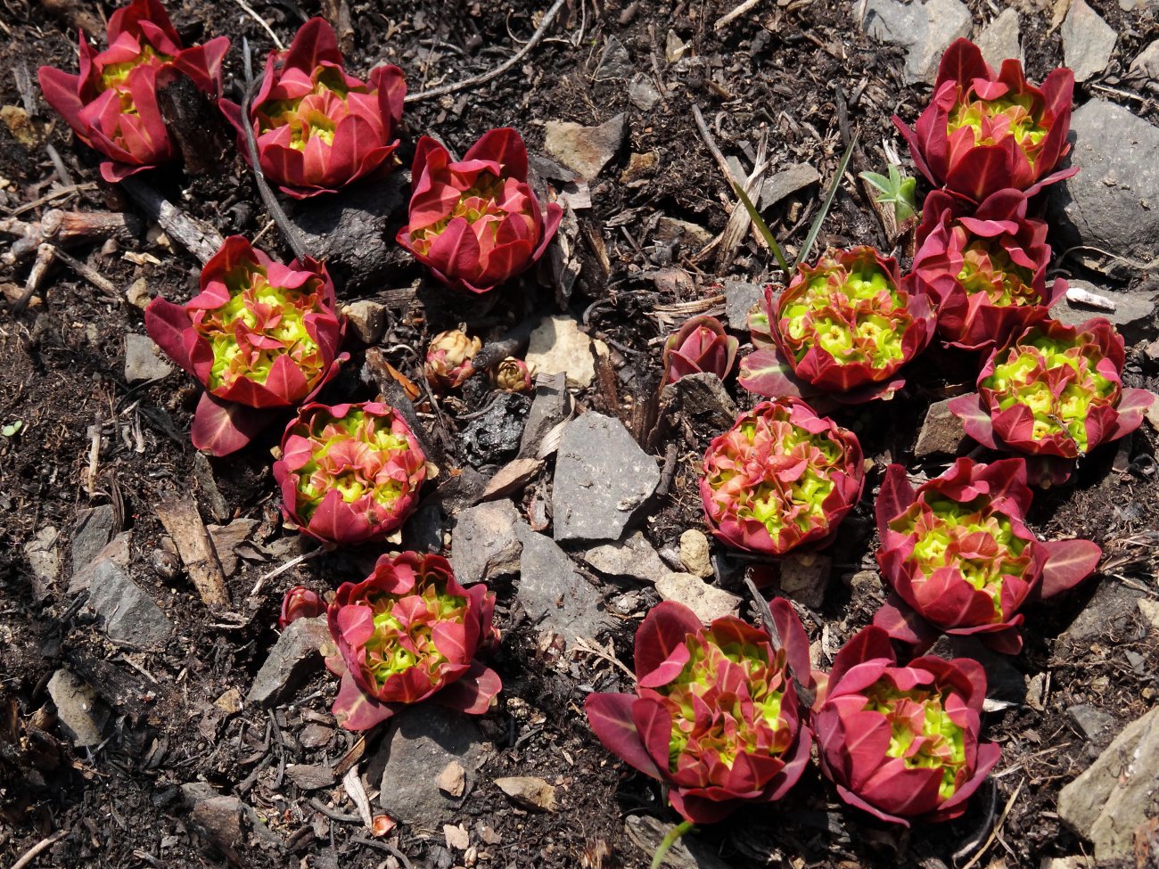 Изображение особи Euphorbia komaroviana.