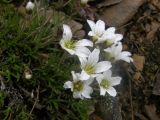 Minuartia arctica