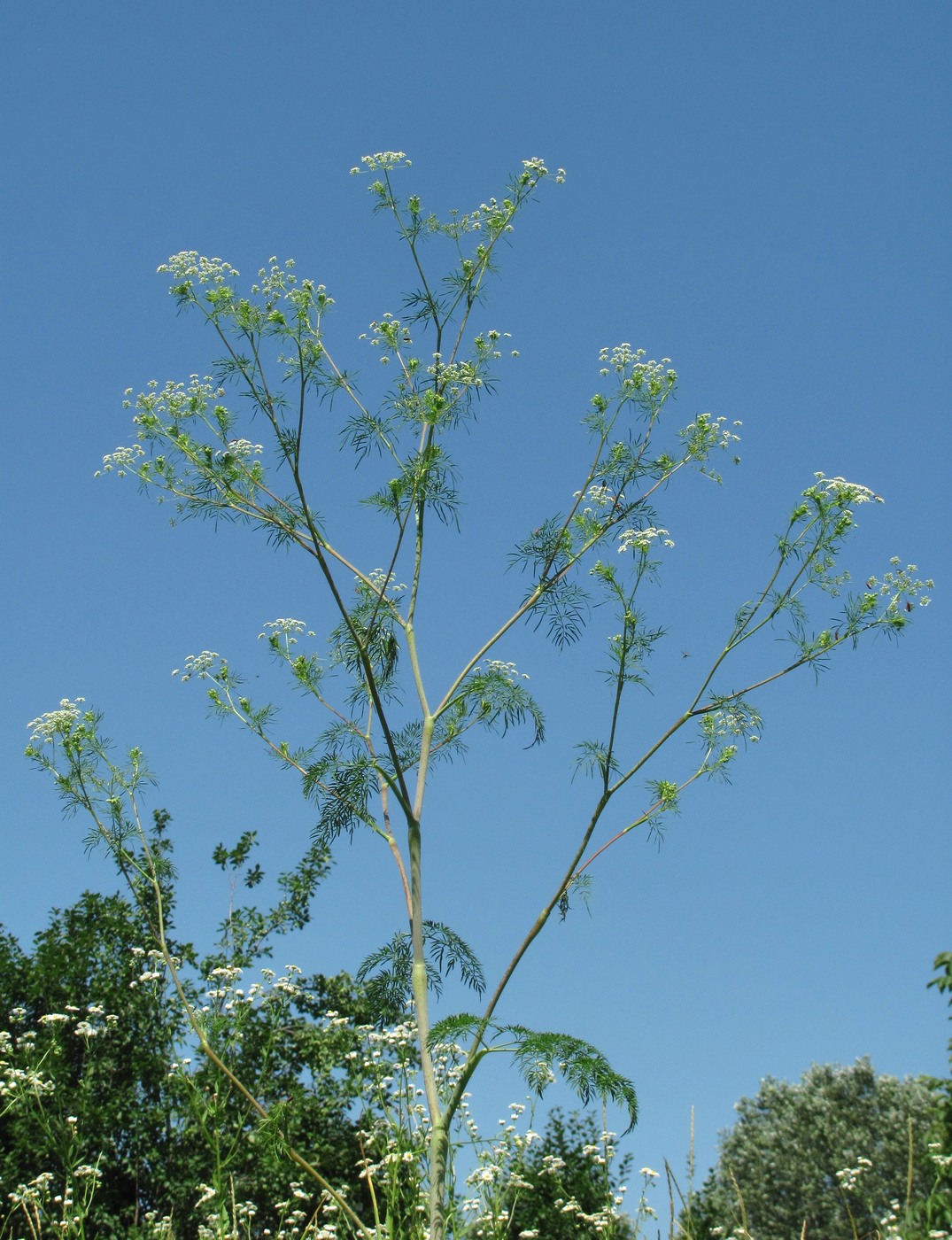 Изображение особи Chaerophyllum bulbosum.