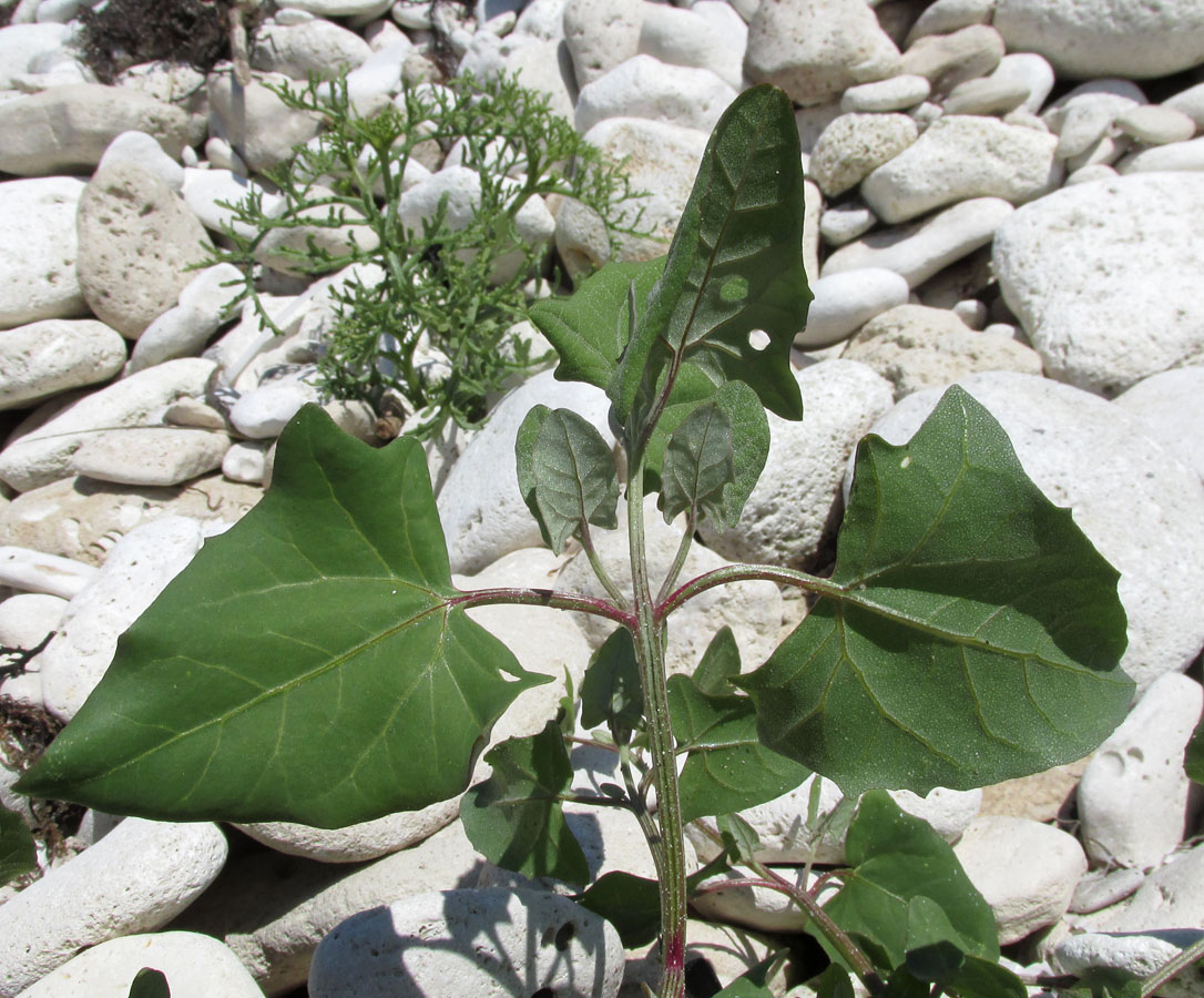 Image of Atriplex prostrata specimen.
